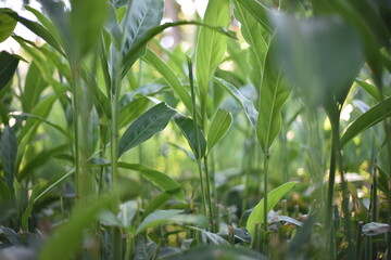 The galangal stems and galangal leaves are green, suitable for use in pictures. By blurring the background