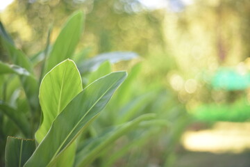 The galangal stems and galangal leaves are green, suitable for use in pictures. By blurring the background
