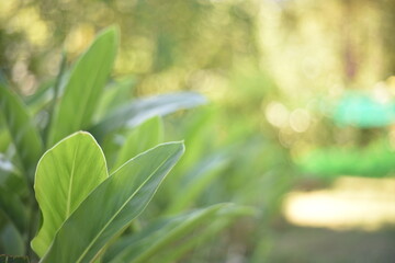 The galangal stems and galangal leaves are green, suitable for use in pictures. By blurring the background