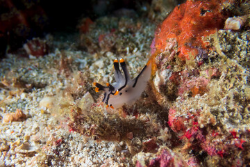 Fototapeta na wymiar Painted Thecacera (Thecacera Picta) or Dragon Nudibranch, or white Pikachu Nudibranch, a sea slug near Anilao, Mabini, Philippines. Underwater photography and travel.
