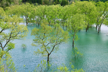 Fototapeta premium 白川湖の水没林（山形県・飯豊町）