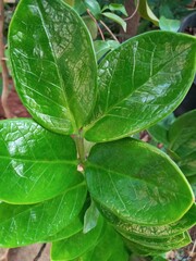 leaves on a white background