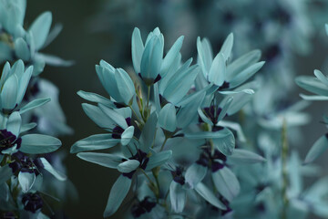 powder blue flowers