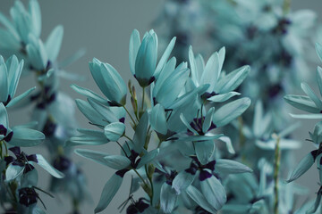 powder blue flowers