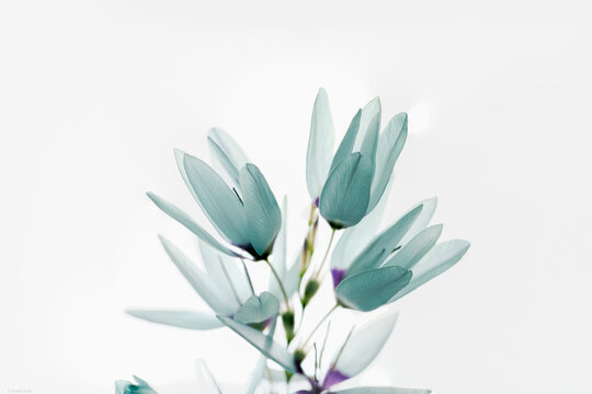 powder blue flowers