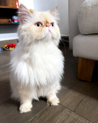 white persian cat