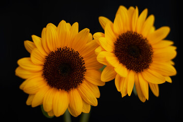 黒バックで撮影されたひまわり