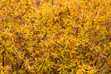 Background from branches and yellow leaves of a forsythia bush
