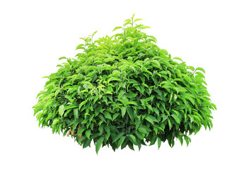 Tropical  shrub bush tree isolated  plant with clipping path.