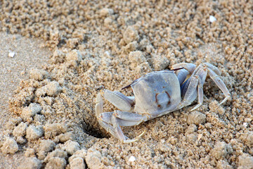 Ocypode is a genus of ghost crabs found in the sandy shores of tropical and subtropical regions throughout the world.They inhabit deep burrows in the intertidal zone.