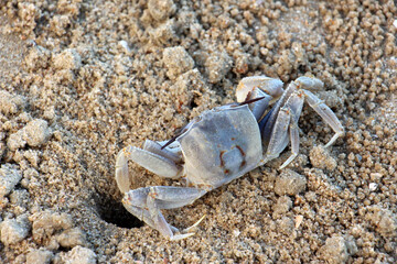 Ocypode is a genus of ghost crabs found in the sandy shores of tropical and subtropical regions throughout the world.They inhabit deep burrows in the intertidal zone.