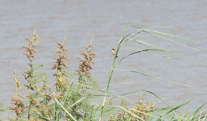  Background nature in lake .tree in river        