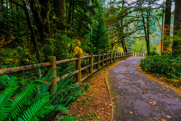 pathway in the beautiful forest

Pathway in the beautiful forest

