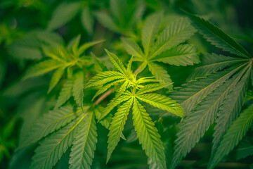 Fototapeta na wymiar Cannabis medicine natural hemp flowers