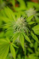 Cannabis medicine natural hemp flowers