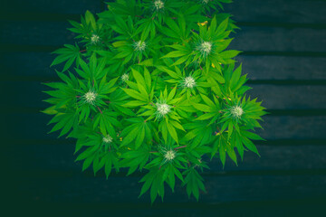 Cannabis medicine natural hemp flowers