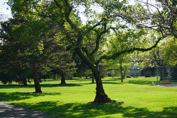 Fototapeta na wymiar trees in the park in spring