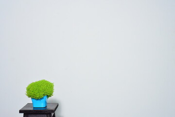 Scene plant on empty grey wall background, place for your text.