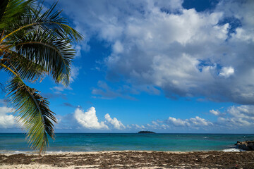 Fototapeta na wymiar Seaweed on the sand on a beach on the island of San Andres in the Colombian Caribbean.