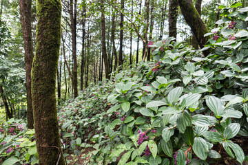 a rain forest vibe in the north of Thailand