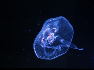 神秘な世界のクラゲ