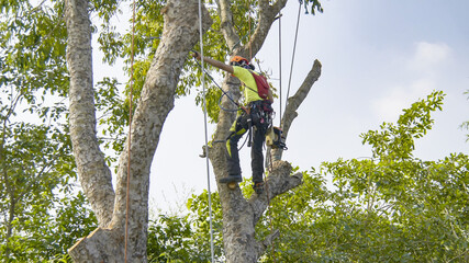 Tree removal trimming pruning maintenance service tree  - obrazy, fototapety, plakaty