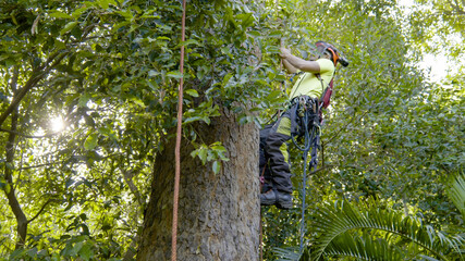 Tree removal trimming pruning maintenance service tree 