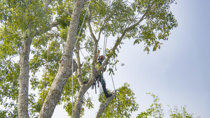 Tree removal trimming pruning maintenance service tree 