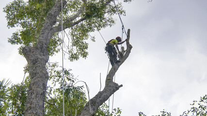 Tree removal trimming pruning maintenance service tree 