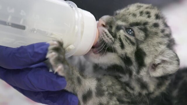 Closeup of a newborn Clouded Leopard cub drinking milk from a bottle.