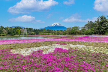 富士芝桜まつり