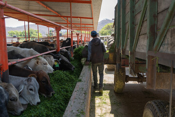Las vacas son alimentadas por un trabajador de la ganadería.