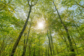 Obraz premium 富士山の樹海