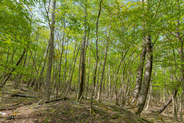 Obraz premium 富士山の樹海