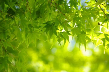 モミジの新緑　新緑　さわやかな新緑
