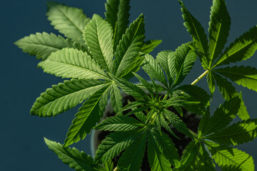 Home Grown Cannabis Ready to Plant in the Garden