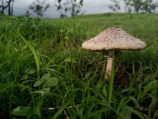 mushroom in the grass