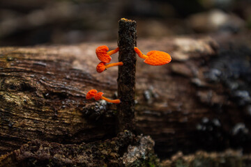 Small bright orange mushroom on dry tree trunk. Beautiful little fungus. Nature details.	