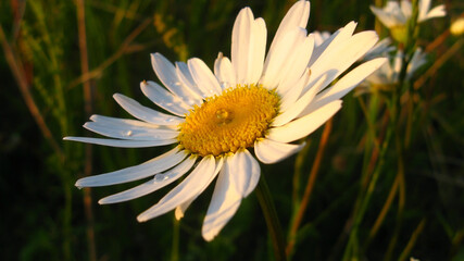 Obraz premium Close up of chamomile in raindrops