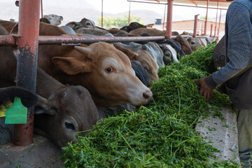 El granjero está dando de comer alfalfa a las vacas.
