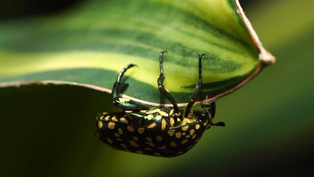 Large white spotted flower beetle on Sansevieria variegated leaves. Extreme macro shot of the ladybug on the green leaves background. Spot on wing is wonderful and so beautiful. Selective focus.