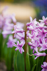 hyacinth in the spring garden