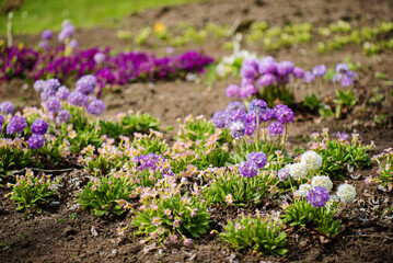 Obraz premium primrose in the spring garden