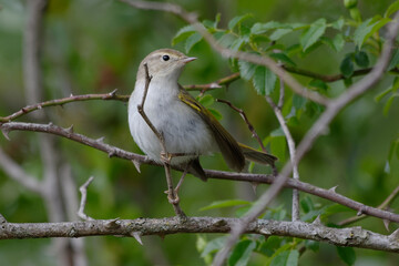 Western Bonelli's Warbler (Phylloscopus bonelli) resting on a branch