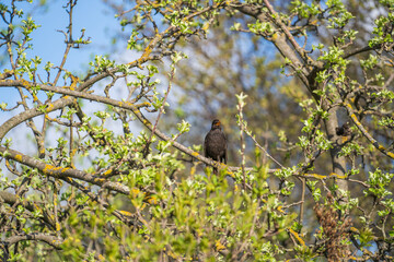 Common European Starling Bird or Sturnus vulgaris perched on branch of in a tree during spring time