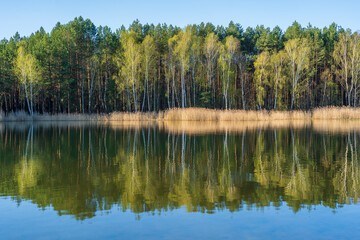 Fototapeta na wymiar Spring forest on a calm lake in Ukraine. Nature and travel concept