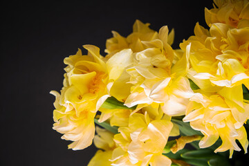 Daffodils  in the glass vase
