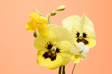 flowers with yellow petals, a small bouquet on a beige background..