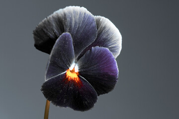 black flower on a gray background, abstract composition.