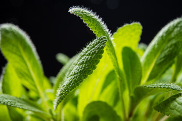 seedling on the black background